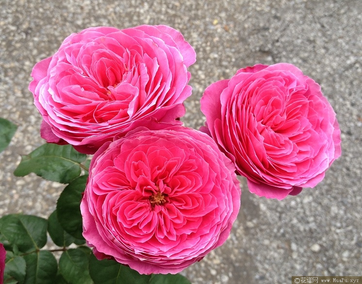 友禅/友婵月季的优缺点