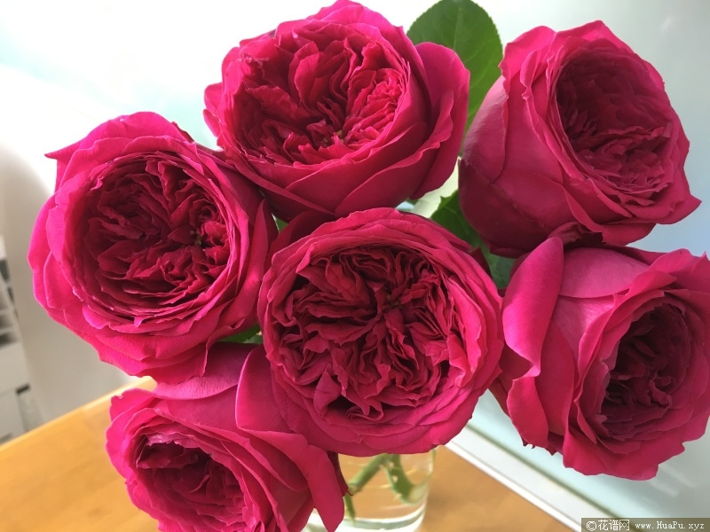 双人芭蕾月季的优缺点