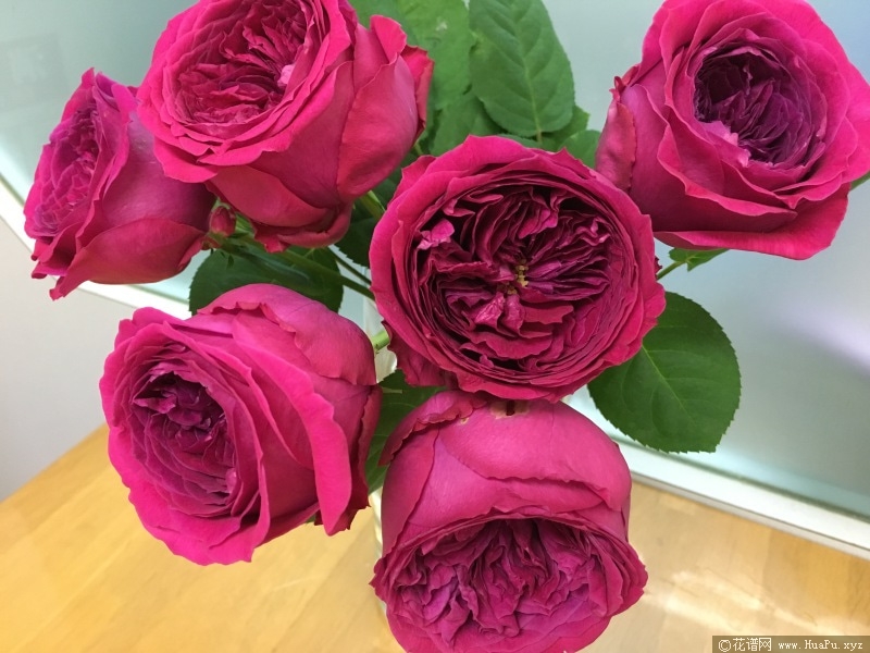 双人芭蕾月季的优缺点