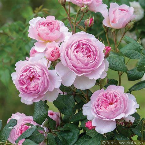 古代水手月季的优缺点