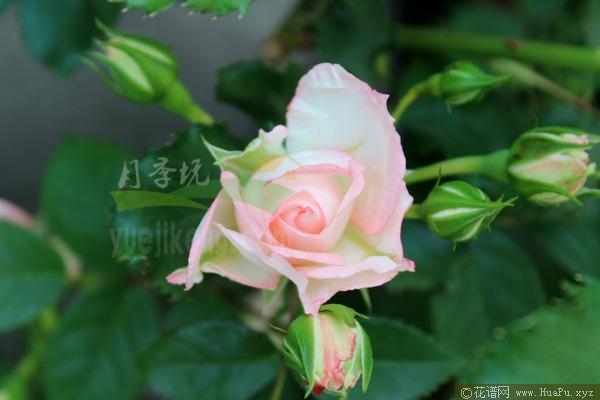 可爱多月季的优缺点