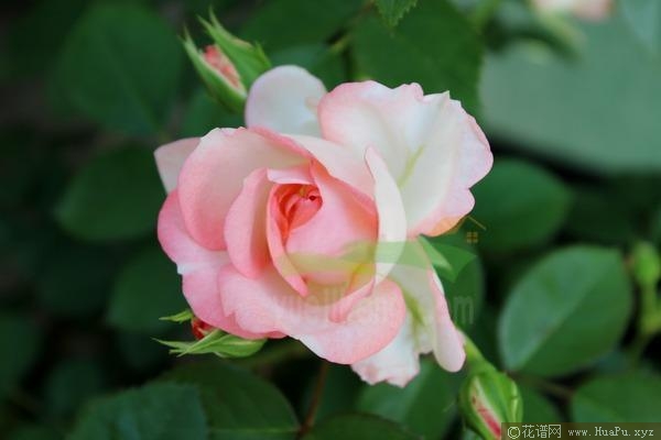 可爱多月季的优缺点