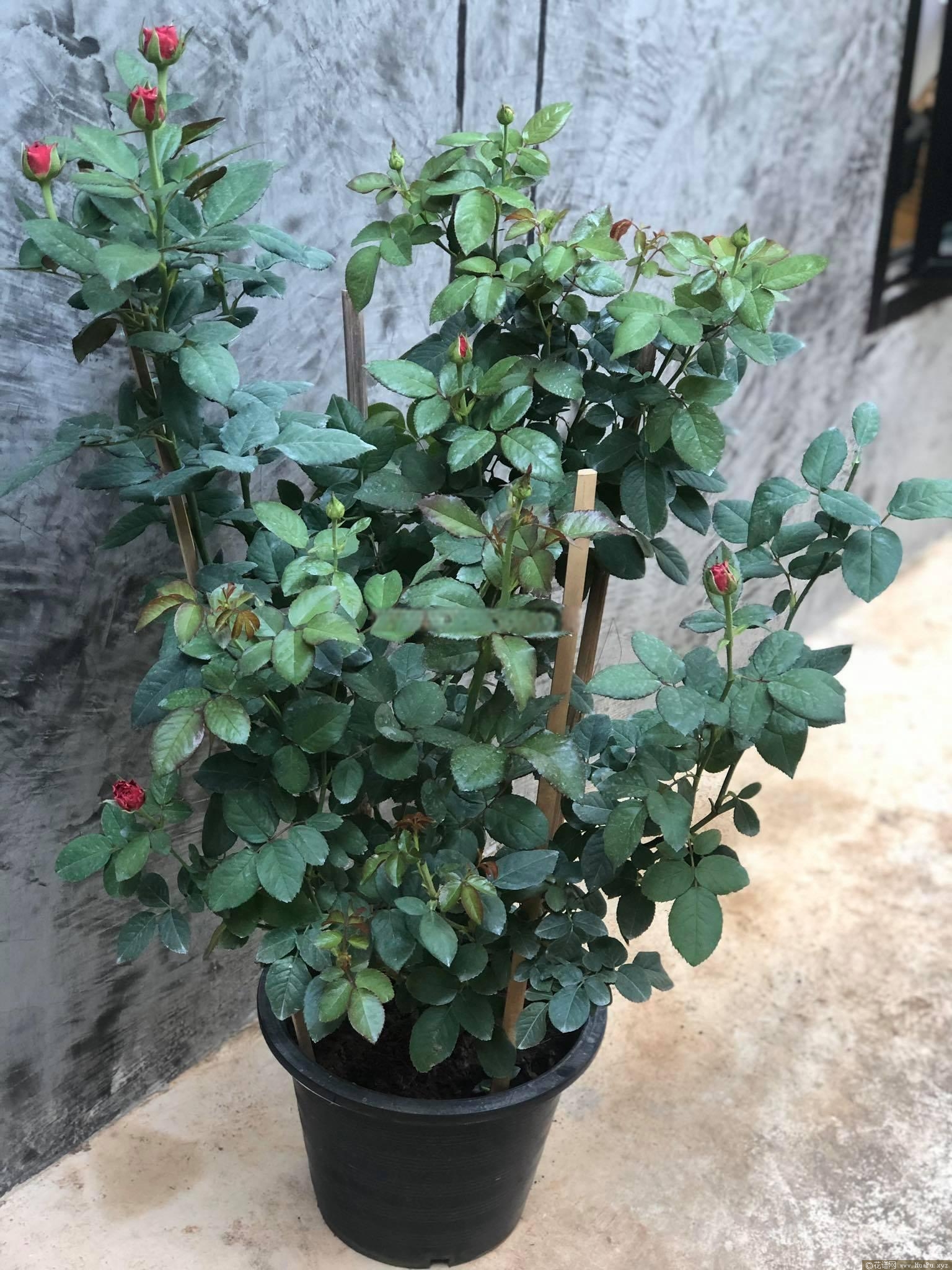 吸血鬼之吻/德古拉之吻月季的优缺点