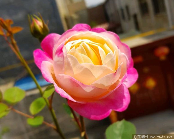 和室月季的优缺点
