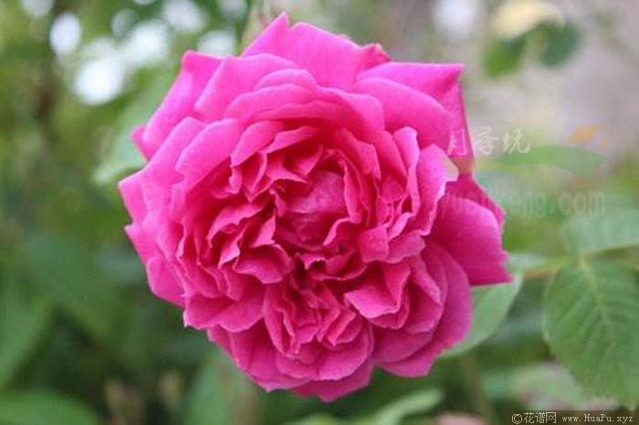 四面镜/宝相月季的优缺点