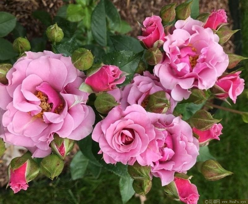 圣芭芭拉月季的优缺点