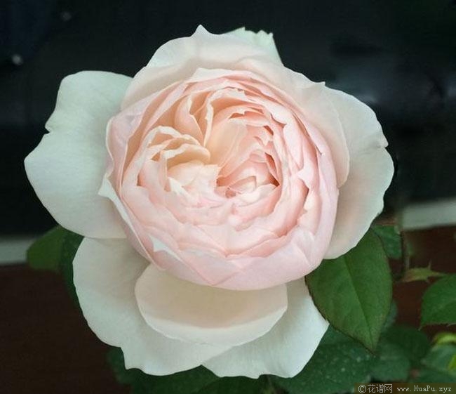 夏川尤佳月季的优缺点