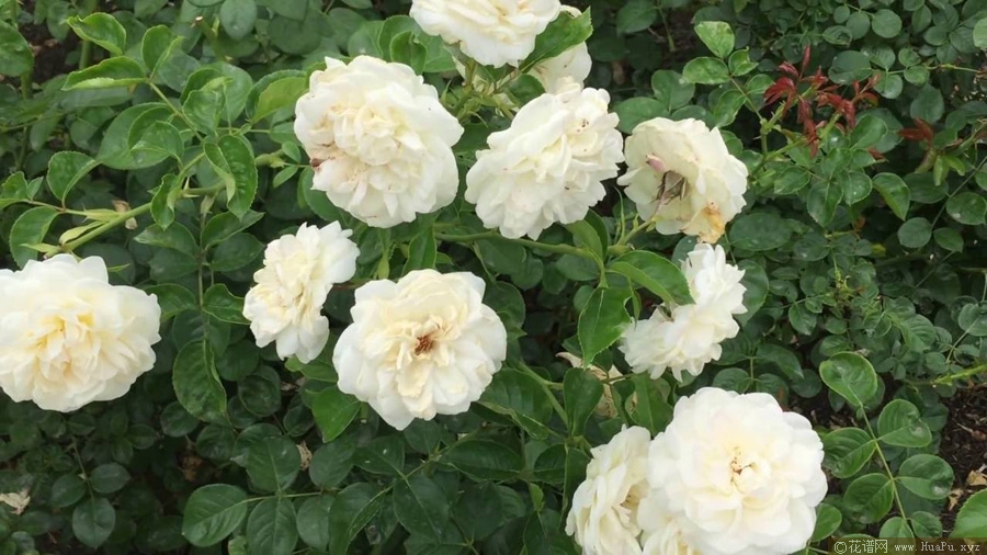 夏日回忆月季的优缺点