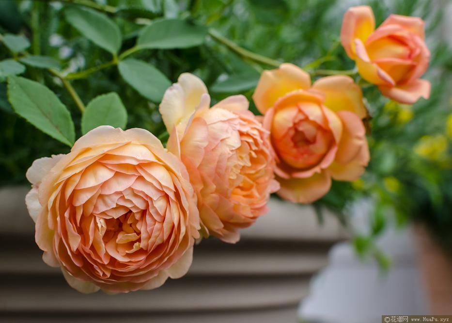 夏洛特夫人Lady of Shalott（Ausnyson）月季的优缺点