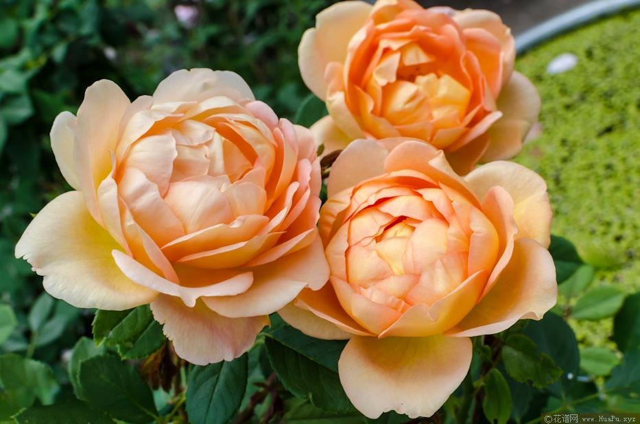 夏洛特夫人Lady of Shalott（Ausnyson）月季的优缺点