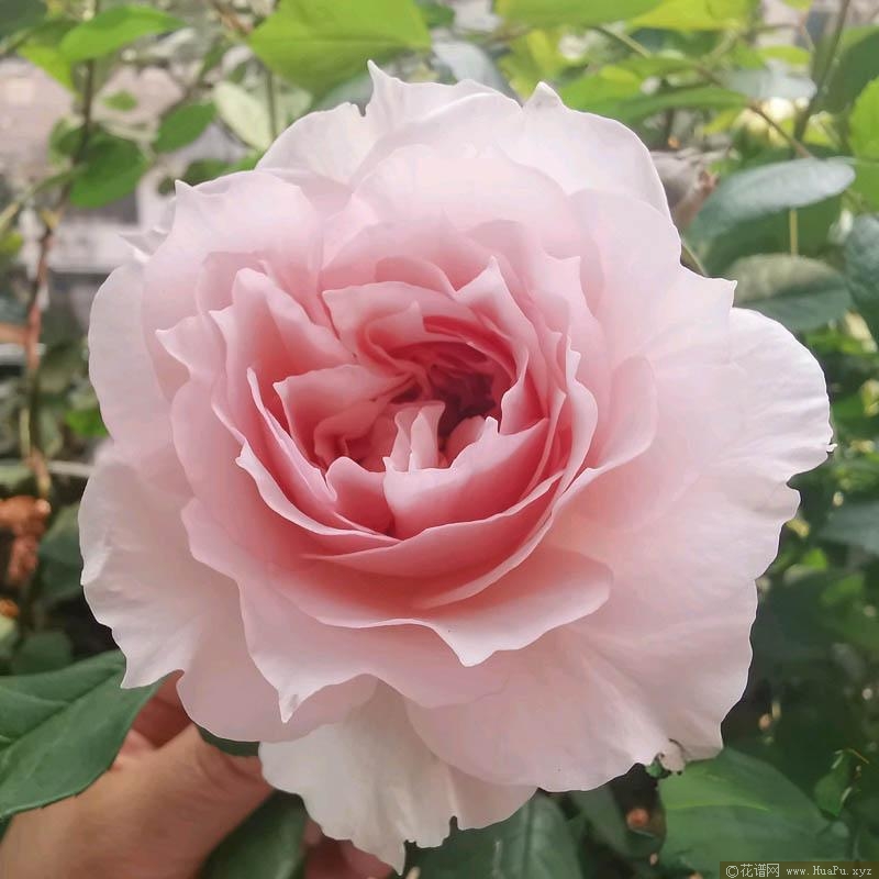 夏莉玛/夏利玛月季的优缺点