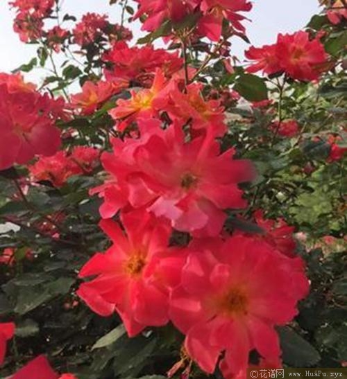 天山春色月季的优缺点