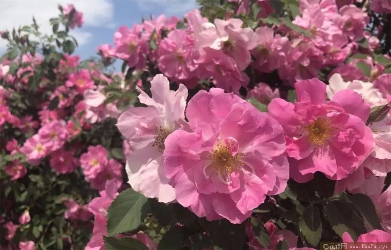 天山祥云月季的优缺点
