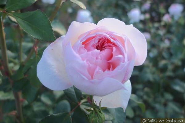 女王面纱/公主面纱月季的优缺点