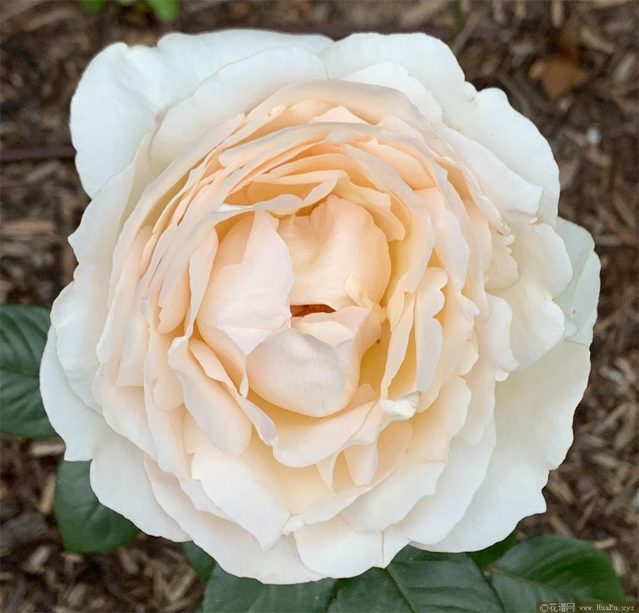 奶油伊芙伯爵月季的优缺点