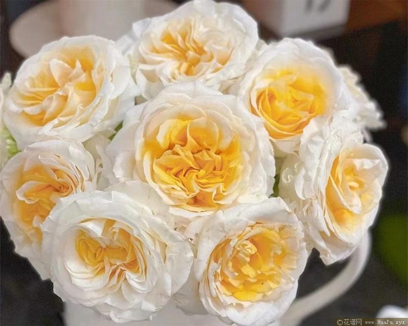 奶油小生月季的优缺点