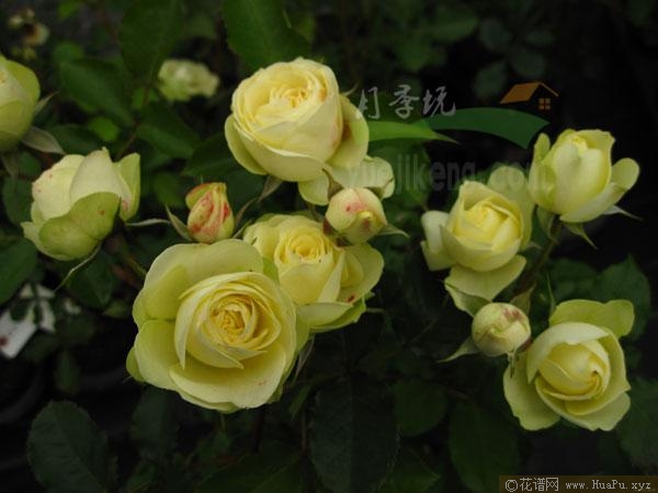 奶油沙龙宝石/奶油伊甸园/奶龙月季的优缺点