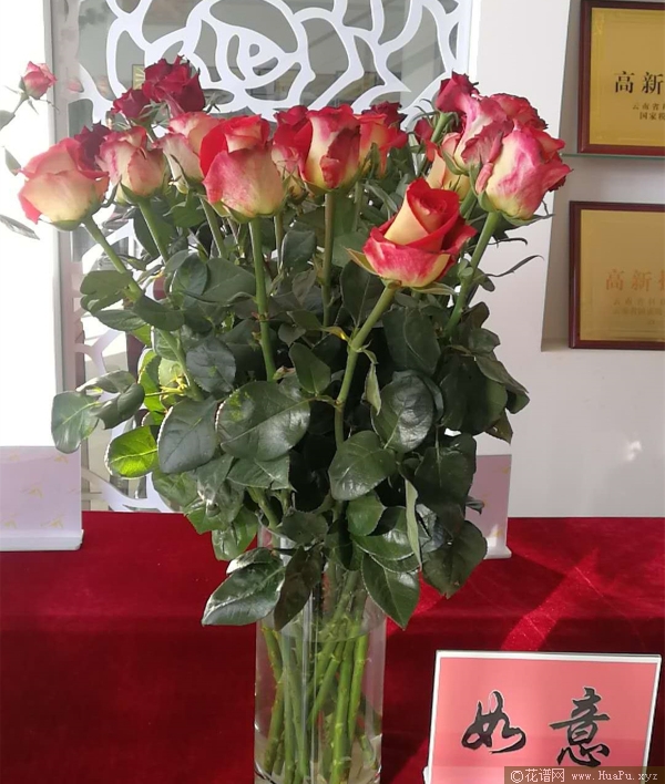 如意月季的优缺点