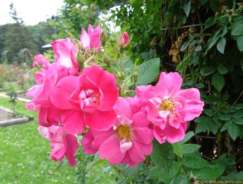 威廉巴芬月季的优缺点