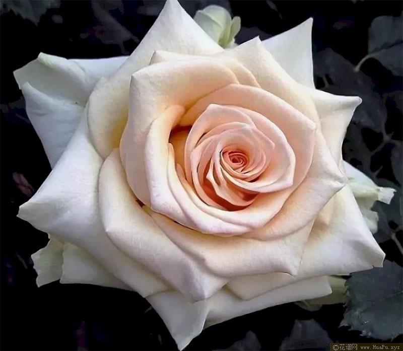 娇兰百花乐园月季的优缺点