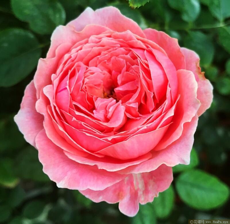 安索菲比克月季的优缺点