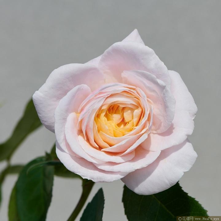 宝莉娜/保利纳月季的优缺点