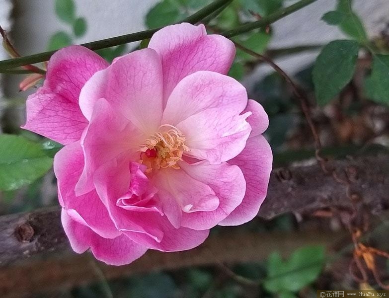 宫粉月季的优缺点
