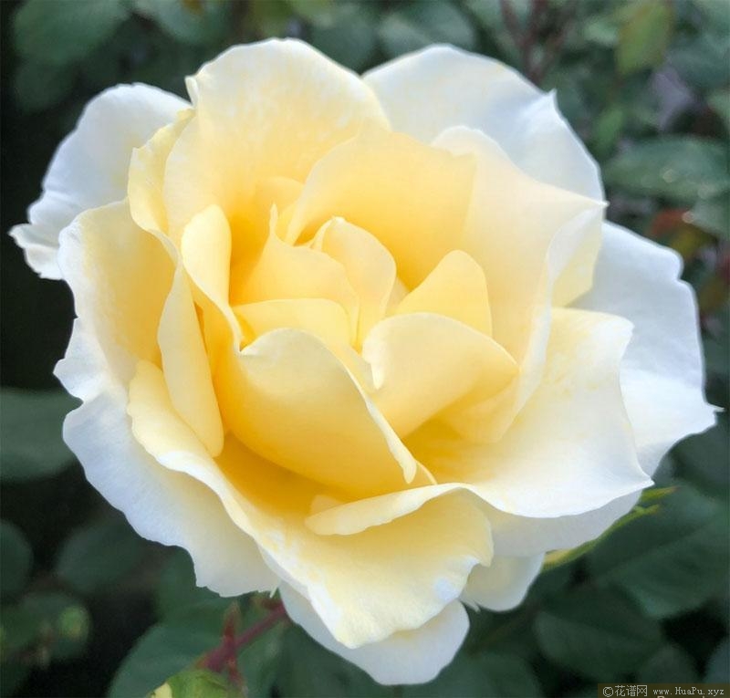 导师之花月季的优缺点