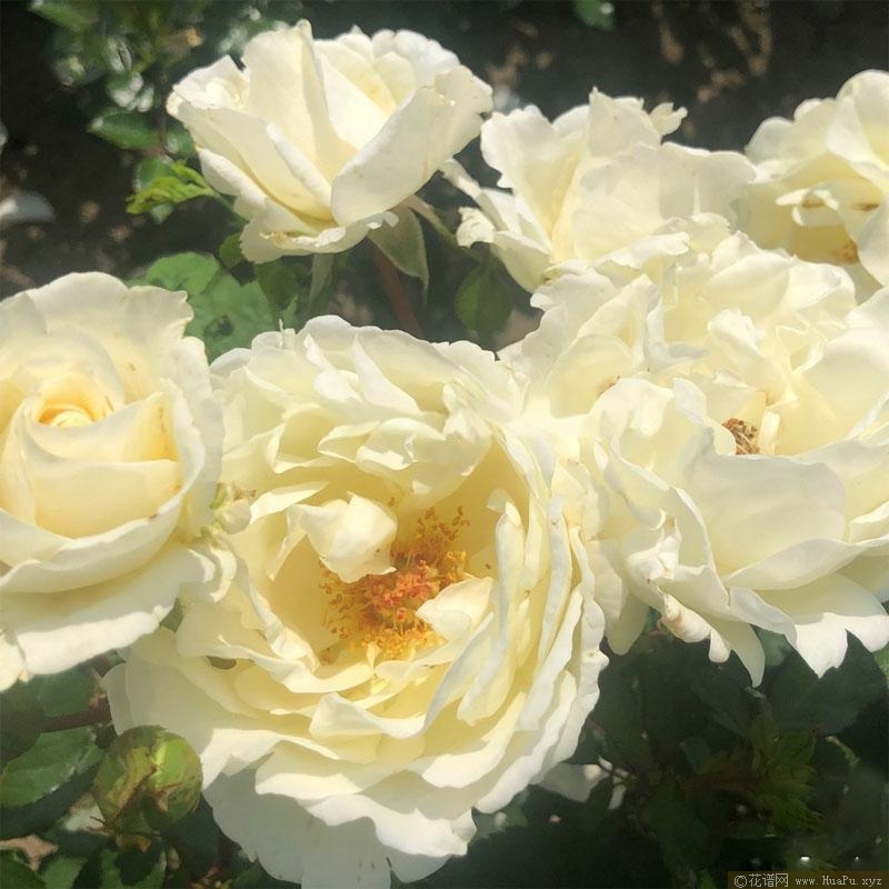 导师之花月季的优缺点