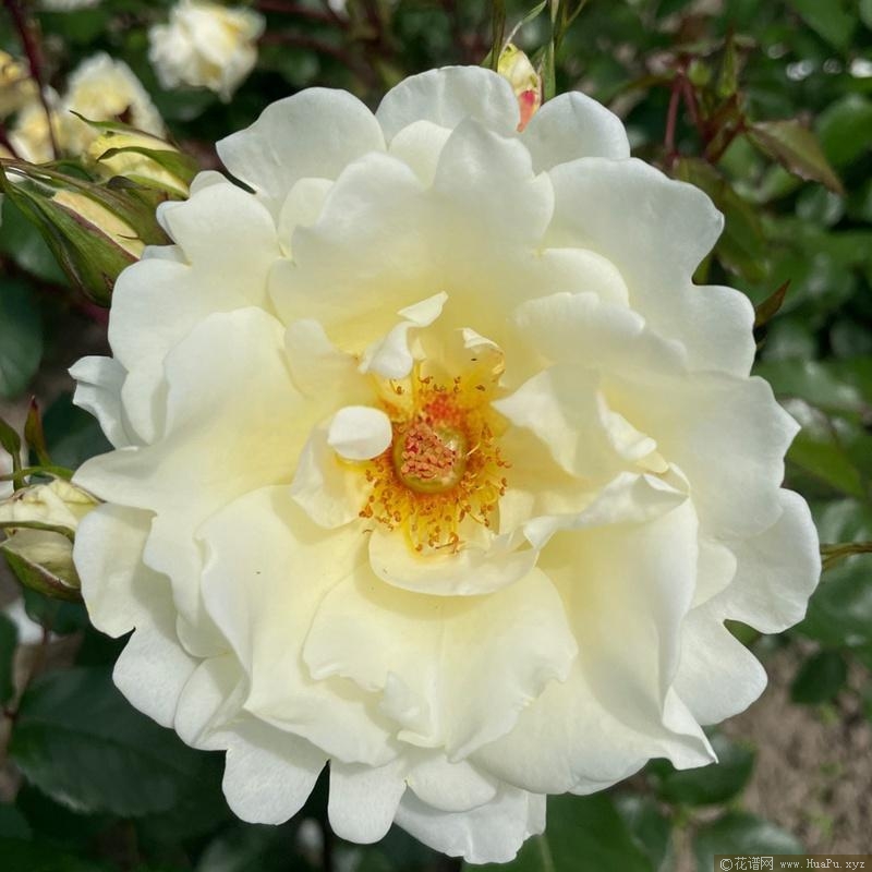 导师之花月季的优缺点