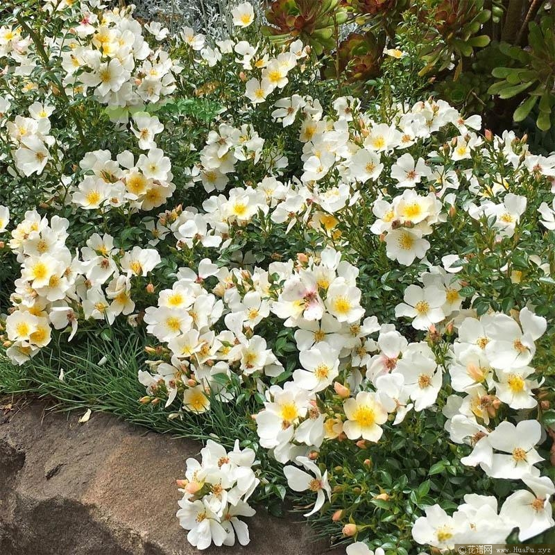 小梨花月季/梨花雨月季的优缺点