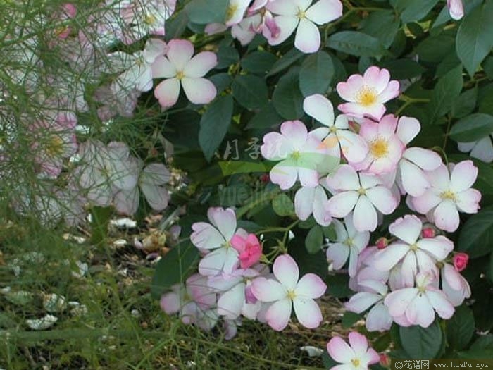小蜜蜂月季的优缺点
