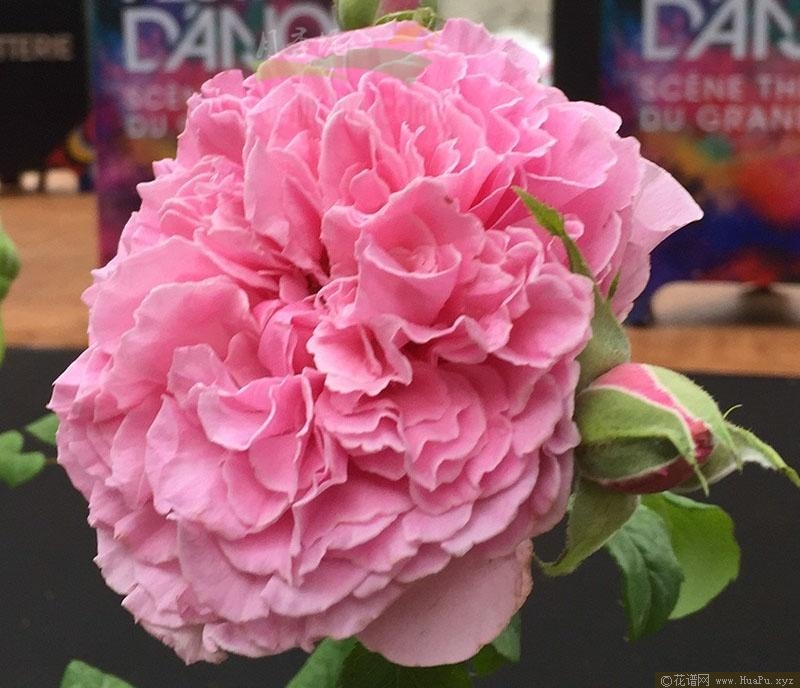 尼古拉斯·布里昂松月季的优缺点