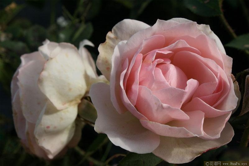 尼娜·冯·施陶芬贝格月季的优缺点