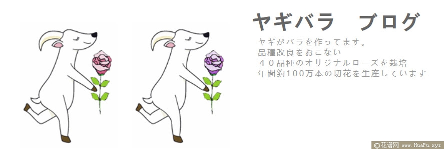 山羊绿色/青羊月季的优缺点
