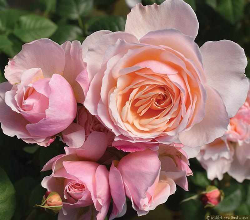 巴黎月光月季的优缺点