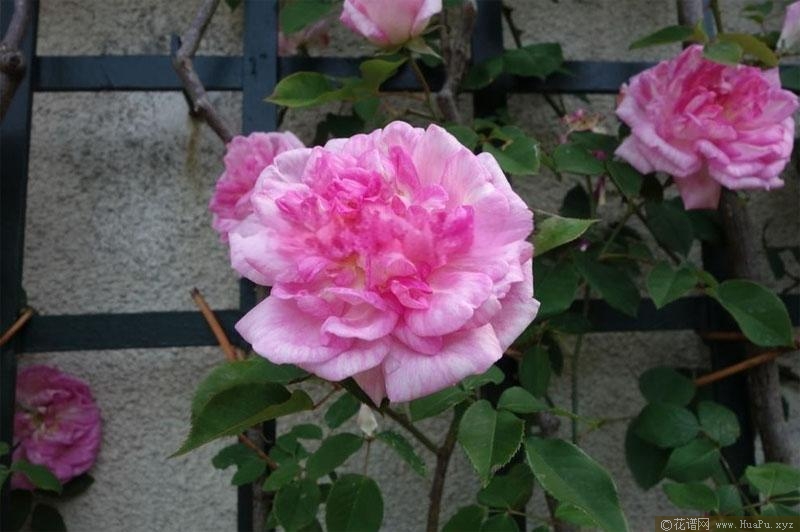 布莱利月季的优缺点