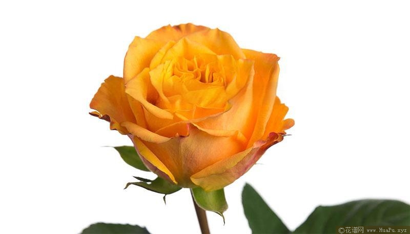 帕兹花园月季的优缺点