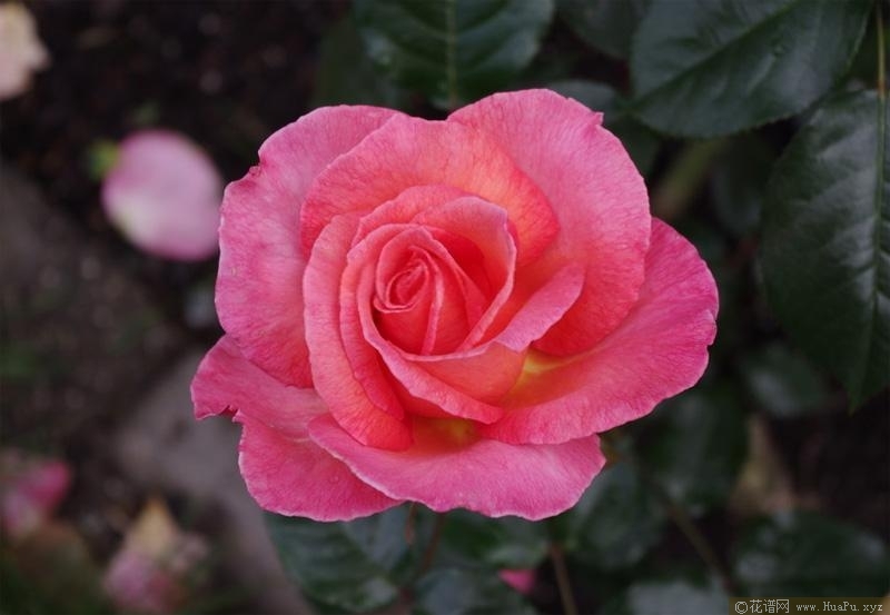 帕迪·斯蒂芬斯月季的优缺点