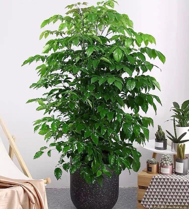 幸福树 — 幸福树