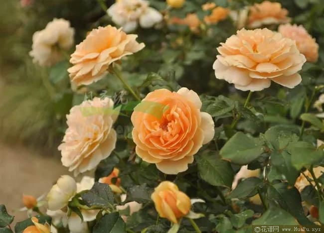 当归月季的优缺点