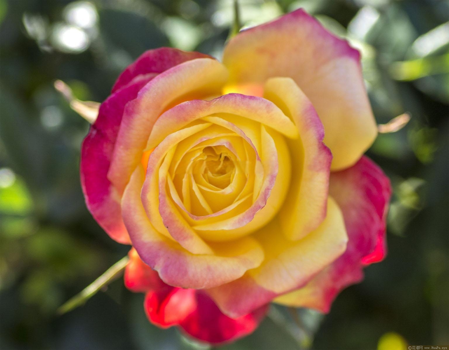 彩虹光芒月季的优缺点