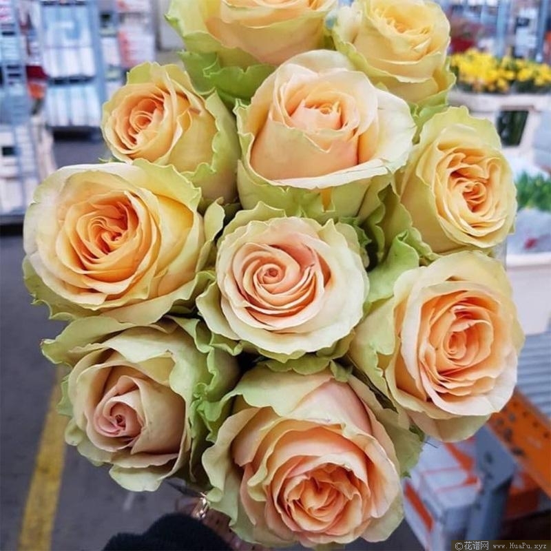 彩虹蜜桃月季的优缺点