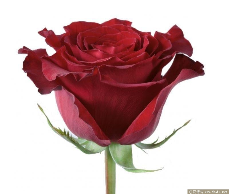 心跳/心意月季的优缺点