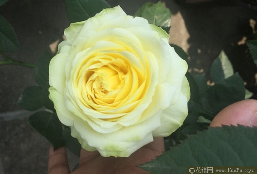 快拳月季的优缺点