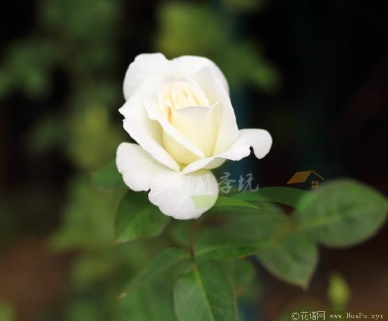 感谢月季的优缺点