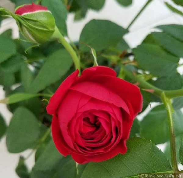 拉伯雷月季的优缺点