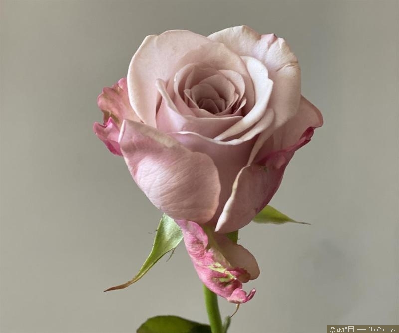 拉芙蕾丝月季的优缺点
