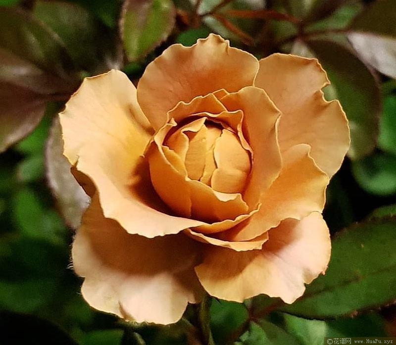 拉芬·波特月季的优缺点