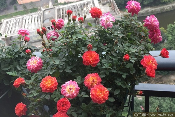 捉迷藏/躲躲藏藏月季的优缺点